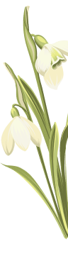 flor-central-der